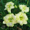 Hemerocallis Green Mystique